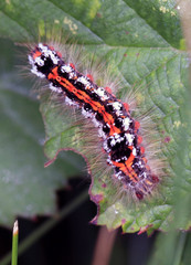 Brown-tail moth caterpillar, (Euproctis chrysorrhoea), on a bramble leaf, Isles of Scilly, England, UK.