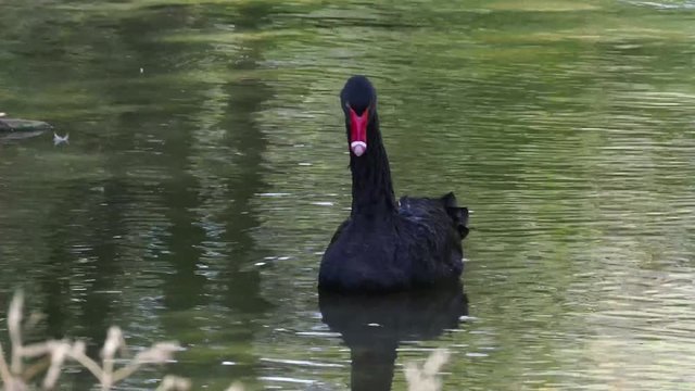 Trauerschwan - Cygnus atratus