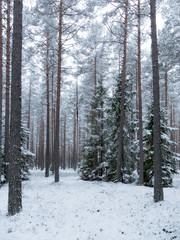 Spruce tree covered by fresh snow during winter Christmas time