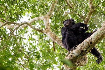 Scimpanze' Pan Troglodytes