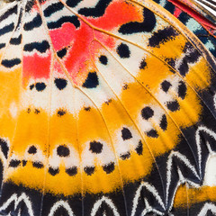 Butterfly wings texture