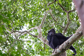 Fototapeta premium Scimpanze' Pan Troglodytes