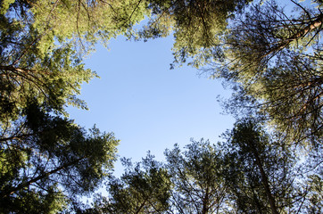 the sky in the forest