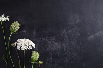 White field flowers on the side of blackboard