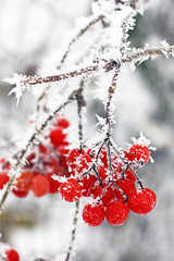 Winter Frozen Viburnum Under Snow. Viburnum In The Snow. First snow. Autumn and snow.