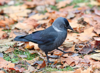 the crow looks for food in autumn leaves