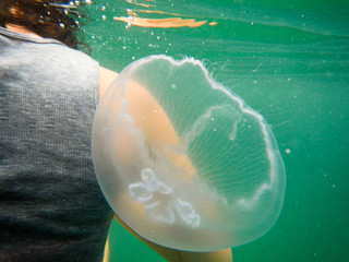 close up of jellyfish drifting softly underwater near a person
