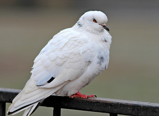 pigeon posing with an important air