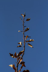 Minimalistic plant on blue sky