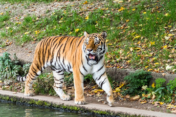 Tiger - Panthera tigris