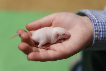 Little newborn mouse with closed eyes on childs hand