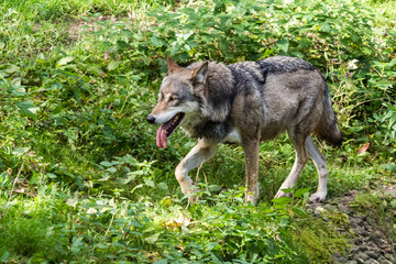 Naklejka na ściany i meble Europäischer Wolf - Canis lupus