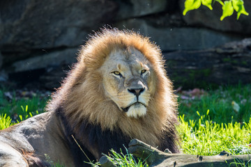 Löwe - Panthera leo