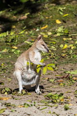 Flinkwallaby - Macropus agilis
