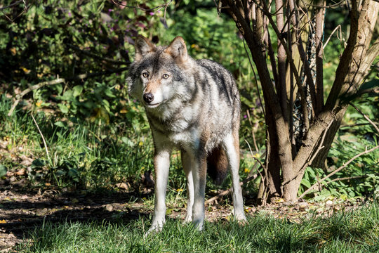 Fototapeta Europäischer Wolf - Canis lupus