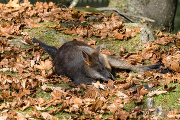 Sumpfwallaby - Wallabia bicolor