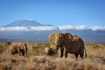 Papier Peint photo Kilimandjaro Elephant family stands in front of Mt Kilimanjaro