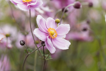Chinese anemone (Anemone hupehensis)