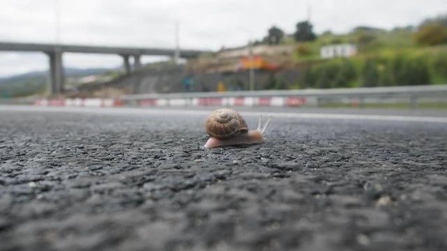 Illustrative videos as snail crawls highway (close up, low camera position). Animal will be crushed by cars - Unintentional suicide
