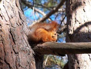 squirrel
