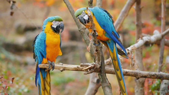 A couple of parrots sit on branches in the forest. Blue and yellow macaw