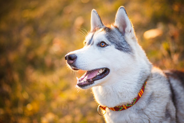 Siberian Husky lying in the yellow leaves