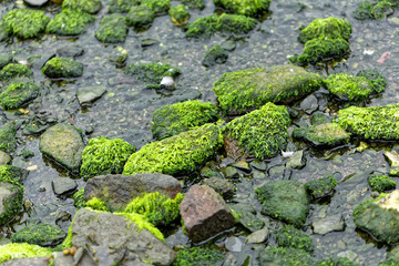 Green algae cover of stones