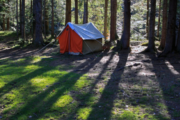 Tent in the coniferous forest
