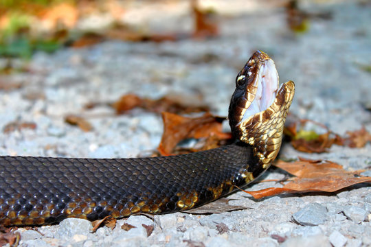 Cottonmouth Snake Illinois