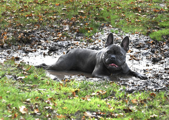 dog playing in the mud