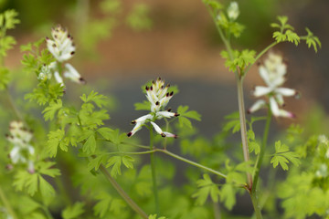 White ramping fumitory (Fumaria capreolata)