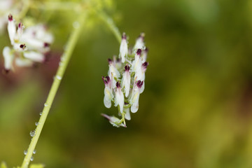 White ramping fumitory (Fumaria capreolata)