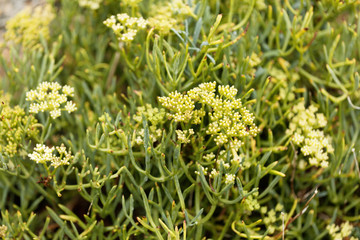 Flowers of Sea fennel (Crithmum maritimum)