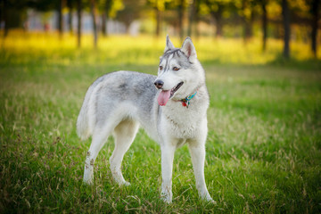 Siberian Husky walking in autumn forest