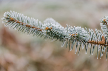 Snow Covered Pine Tree Branches Close Up