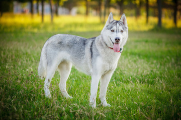 Siberian Husky walking in autumn forest