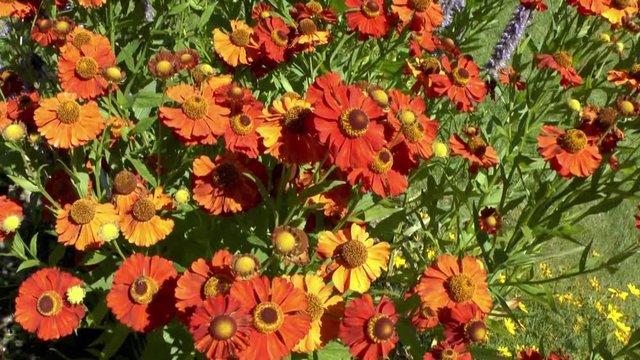 Rutbeckia - orange