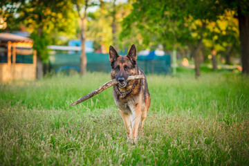german shepherd dog lying down outdoors