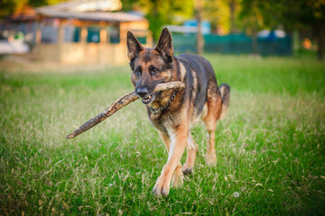 german shepherd dog lying down outdoors