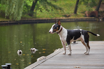 Bull terrier puppy dog on a wooden pier at a lake, copy space, detail with selected focus and narrow depth of field - obrazy, fototapety, plakaty