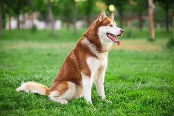 red Siberian Husky on a field