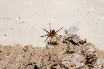 Spider on water