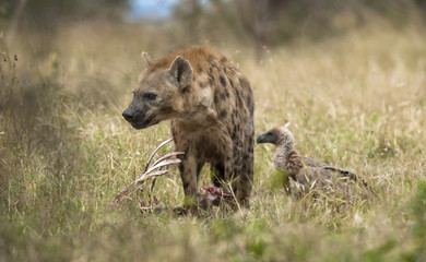 , hyaena, kruger