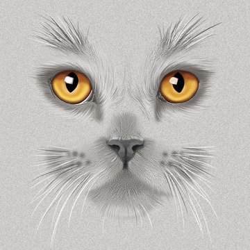 hand-drawing portrait of a a gray British cat