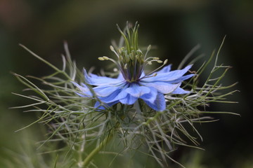 blaue Jungfer im Grünen Nigella demascena