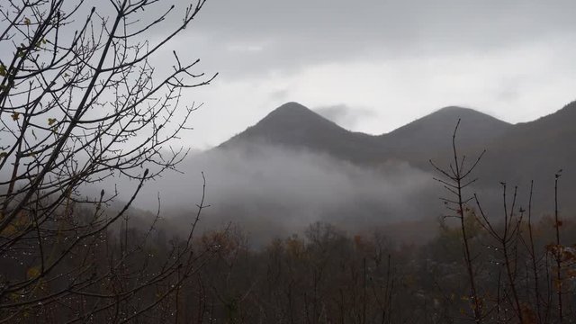 Autumn, the branch of a tree with drops of rain and yellow leaves. Clouds
