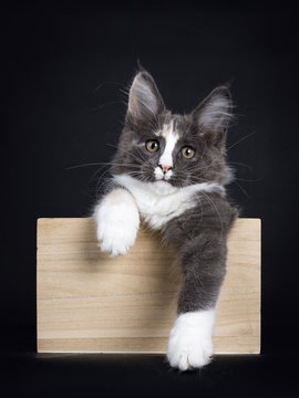 Blue Tortie Maine Coon Cat Kitten Sitting In Wooden Box With Paws Hanging Over Edge Isolated On Black Background