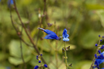 Blue vine sage (Salvia cacaliifolia)