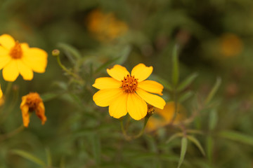 Obraz premium Lemmons marigold (Tagetes lemmonii)