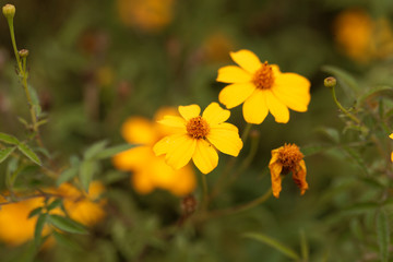 Lemmons marigold (Tagetes lemmonii)